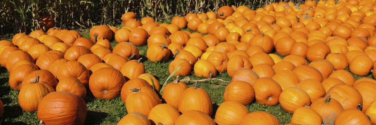 SQA (Supplier Quality Assurance) and Spec management